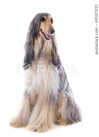 afghan dog 49587835