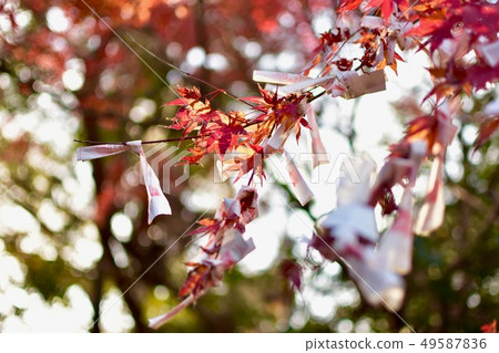 秋葉和陽光 秋葉和陽光 49587836