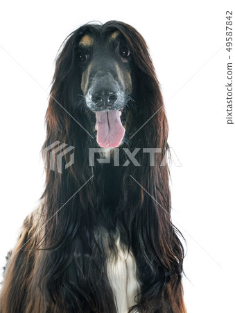 afghan dog 49587842