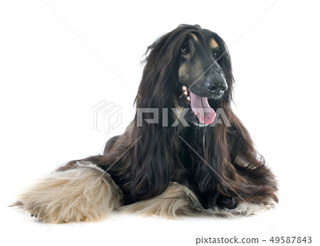 afghan dog afghan dog 49587843