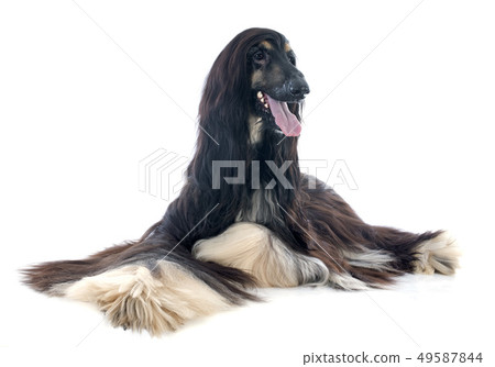 afghan dog 49587844