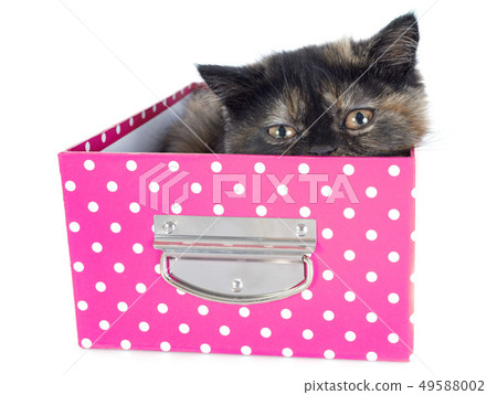 Exotic Shorthair kitten Exotic Shorthair kitten 49588002