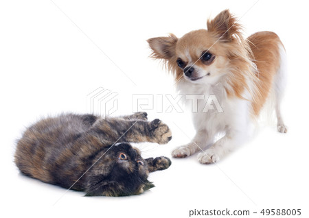 cat and dog playing 49588005