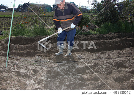 固定種植雪蓮果 49588042