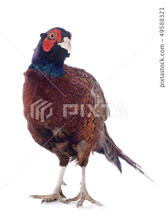 Male European Common Pheasant Male European Common Pheasant 49588321