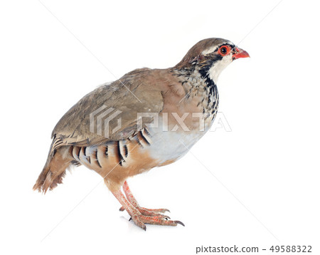 French Partridge, Alectoris rufa French Partridge, Alectoris rufa 49588322