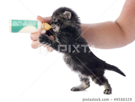 sucking kitten 49588329