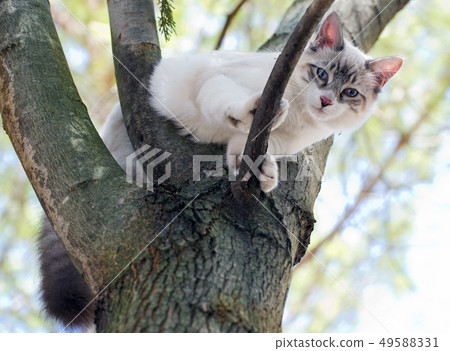 birman kitten 49588331