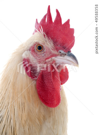 sussex rooster 49588358