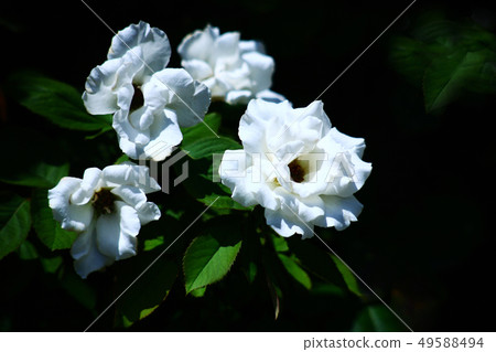 玫瑰白花 玫瑰白花 49588494