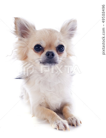 chihuahua chihuahua 49588496