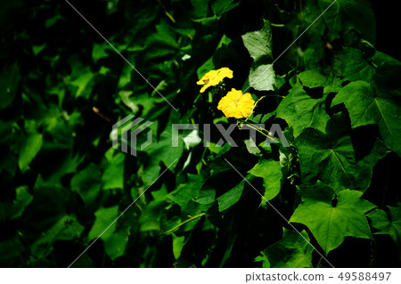 Vegetables lima flower 49588497