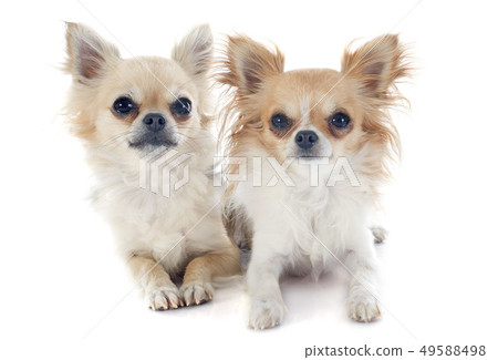 chihuahuas 49588498