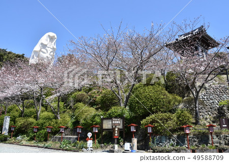 Ofuna Kannon and Sakura Kamakura City Ofuna Kannon and Sakura Kamakura City 49588709