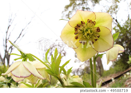 聖誕節玫瑰 49588719