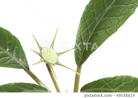 Dorstenia foetida flowering Dorstenia foetida flowering 49588819