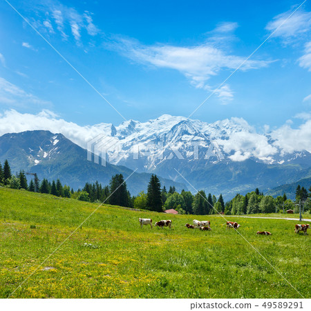 Herd cows on glade and Mont Blanc mountain massif Herd cows on glade and Mont Blanc mountain massif 49589291