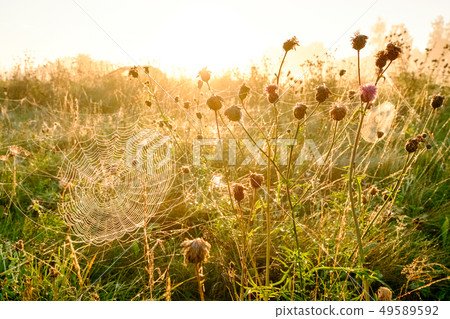 Spider's web closeup with drops of dew at dawn. Wet grass before sun raise. Spider web with droplets 49589592