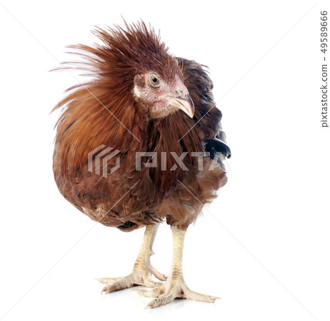 brown capon 49589666