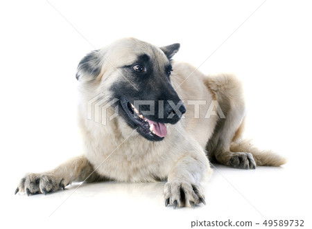 belgian shepherd tervueren 49589732
