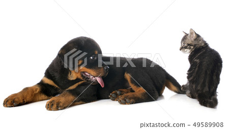 puppy rottweiler and kitten 49589908