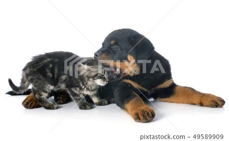 young rottweiler and kitten young rottweiler and kitten 49589909