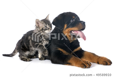 puppy rottweiler and kitten puppy rottweiler and kitten 49589910