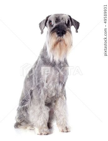 standard schnauzer 49589931