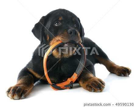 puppy rottweiler 49590130
