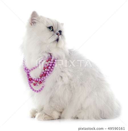 white persian cat white persian cat 49590161