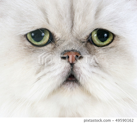 white persian cat white persian cat 49590162