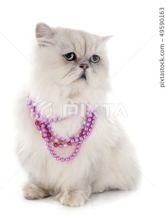 white persian cat white persian cat 49590163