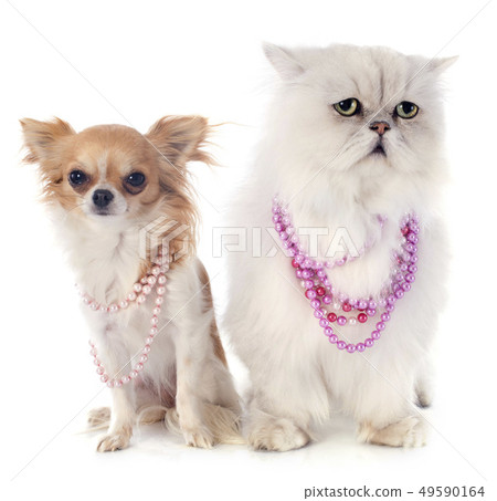 white persian cat and chihuahua white persian cat and chihuahua 49590164