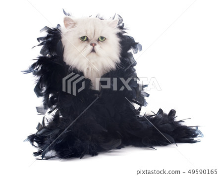 white persian cat and boa white persian cat and boa 49590165