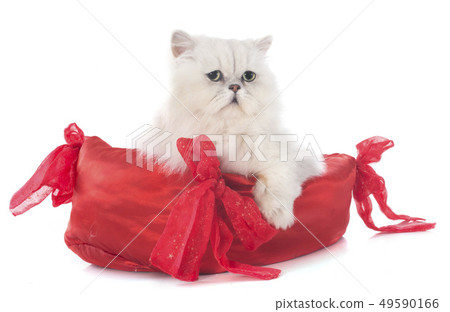 white persian cat white persian cat 49590166