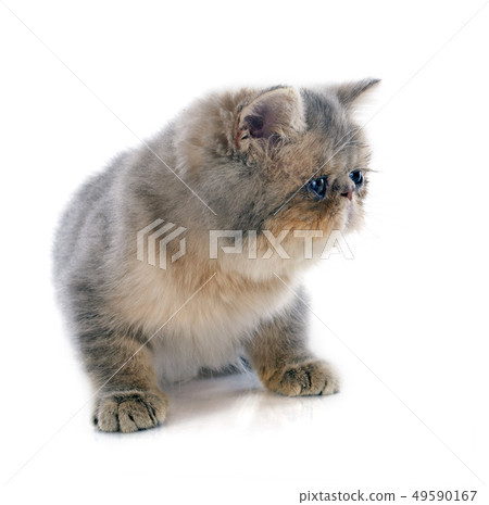 kitten exotic shorthair kitten exotic shorthair 49590167