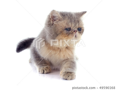 kitten exotic shorthair kitten exotic shorthair 49590168