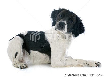 brittany spaniel brittany spaniel 49590232