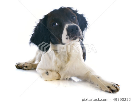 brittany spaniel brittany spaniel 49590233