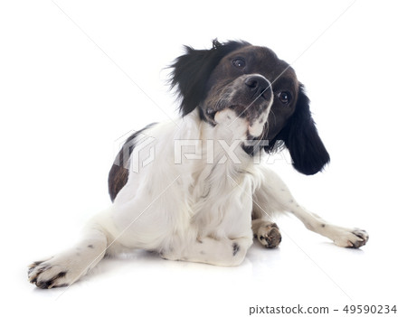 brittany spaniel brittany spaniel 49590234