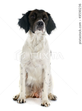 brittany spaniel brittany spaniel 49590236