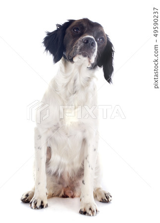 brittany spaniel brittany spaniel 49590237