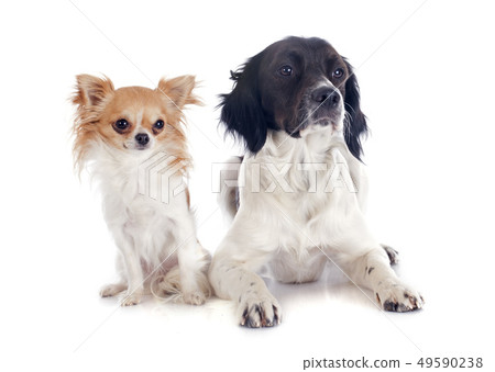 brittany spaniel and chihuahua brittany spaniel and chihuahua 49590238