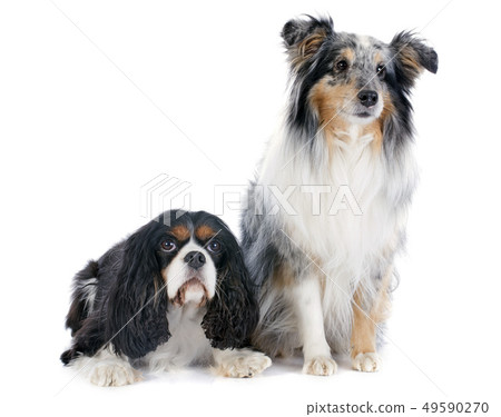 shetland dog and cavalier king charles 49590270