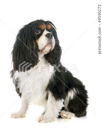 cavalier king charles 49590272