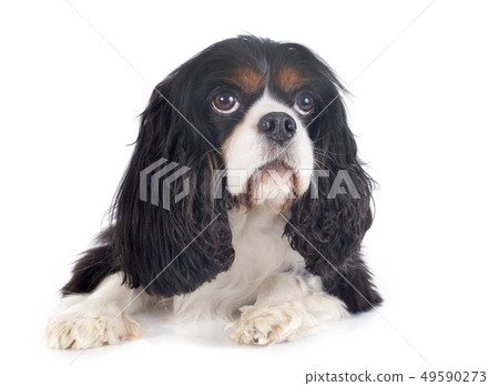 cavalier king charles cavalier king charles 49590273
