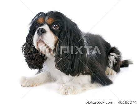 cavalier king charles 49590274