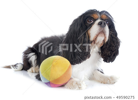 cavalier king charles cavalier king charles 49590275