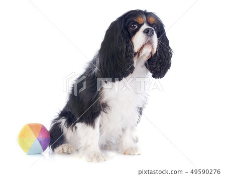 cavalier king charles cavalier king charles 49590276