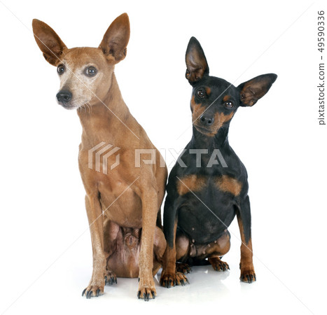 miniature pinschers miniature pinschers 49590336